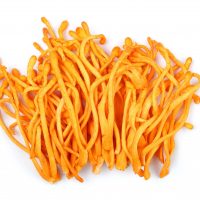 Cordyceps