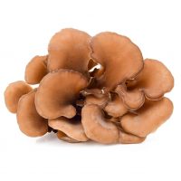 Maitake