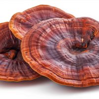 Reishi