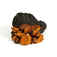 chaga-12