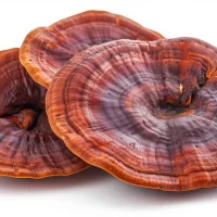 reishi=12